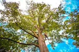 Best Tree Disease Treatment  in Yorkville, WI